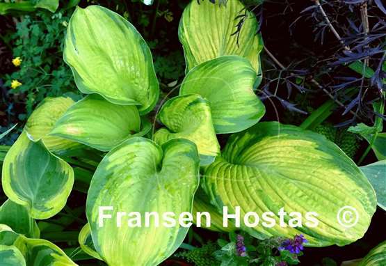 Hosta California Gold Rush